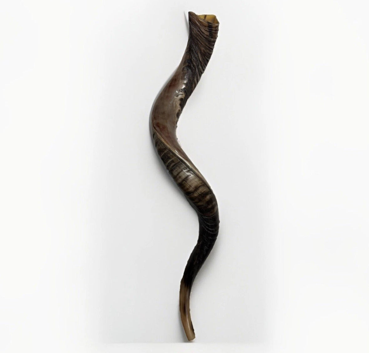 Yemenite Shofar Kudu Horn 31”-41” XL New Kosher Half Polished