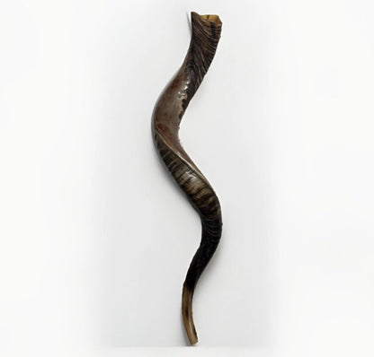 Yemenite Shofar Kudu Horn 31”-41” XL New Kosher Half Polished