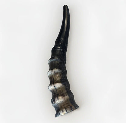 Blesbok Horn Shofar Rare 10”-12” New Kosher Made