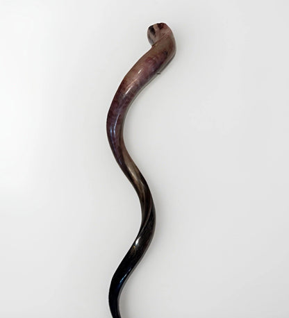 Yemenite Shofar Kudu Horn 50”-55” XXXL New Kosher Made Full Polished