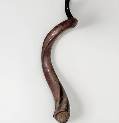 Yemenite Shofar Kudu Horn 50”-55” XXXL New Kosher Made Full Polished