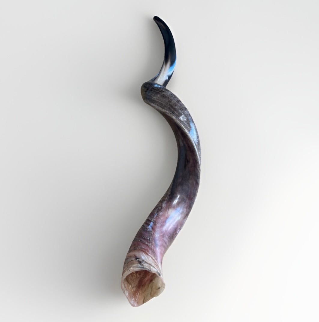 Yemenite Shofar Kudu Horn XXL 40”-44” Half Polished Kosher