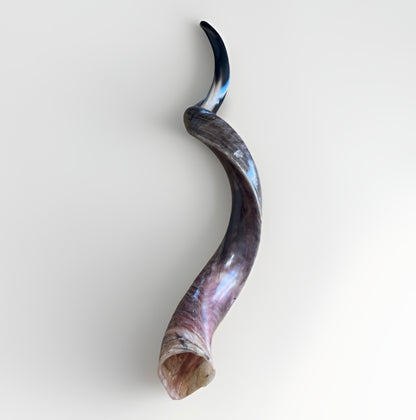 Yemenite Shofar Kudu Horn XXL 40”-44” Half Polished Kosher