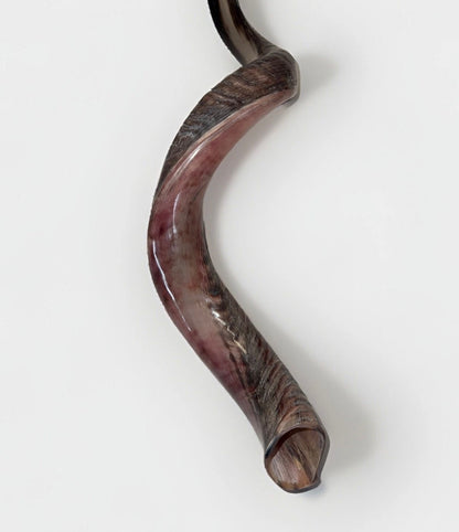 Yemenite Shofar Kudu Horn 27”-31”(70-80cm) New Half Polished Kosher