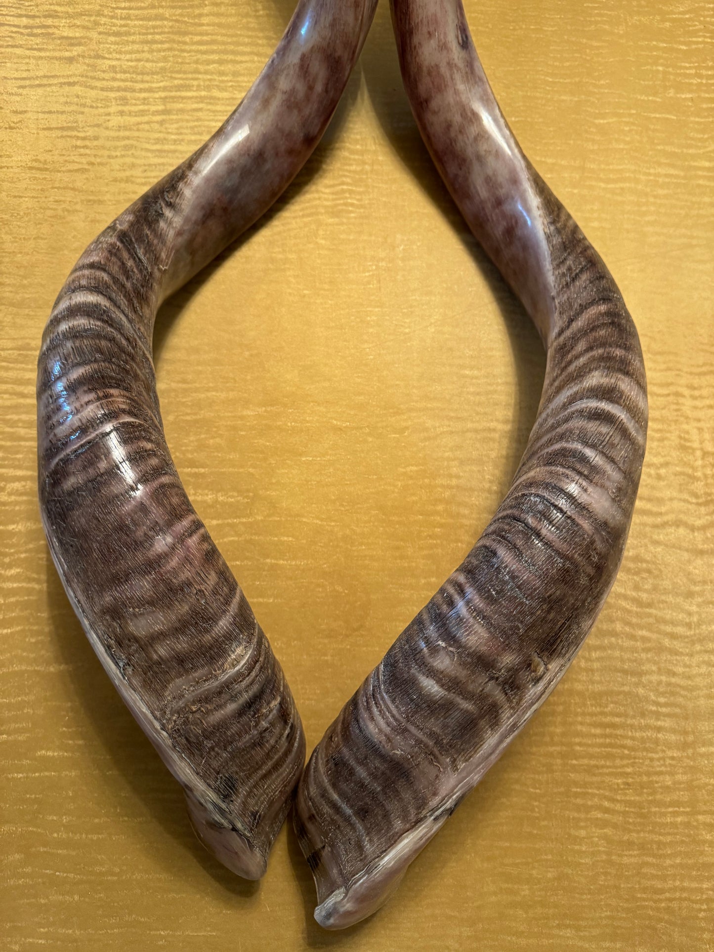 Twin Yemenite Kudu Horn Shofars Set 49” XXXL Rare Half Polished Kosher