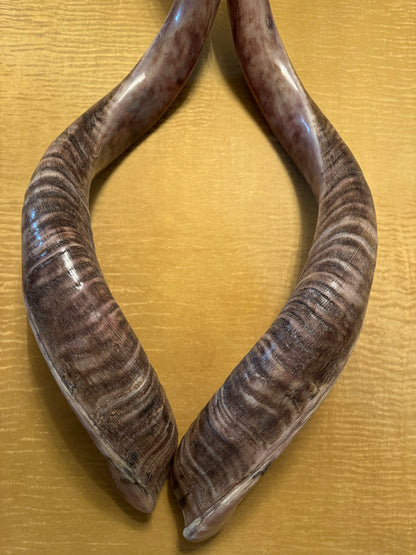 Twin Yemenite Kudu Horn Shofars Set 49” XXXL Rare Half Polished Kosher