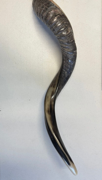 Yemenite Shofar Kudu Horn 27”-31”(70-80cm) New Half Polished Kosher