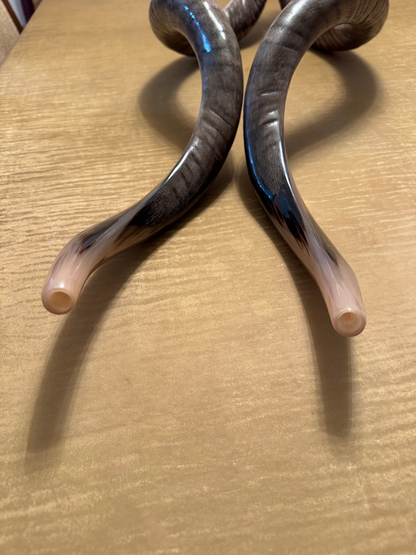 Twin Yemenite Kudu Horn Shofars Set 49” XXXL Rare Half Polished Kosher