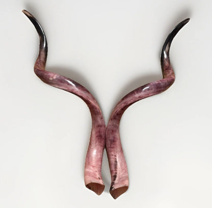 Twin Yemenite Kudu Horn Shofars Set 54" XXL Rare New Kosher Made Full Polished