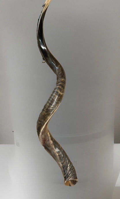 Shofar Yemenite Kudu Horn XXL 44”-48” New Half Polished Kosher