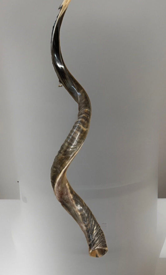 Shofar Yemenite Kudu Horn XXL 44”-48” New Half Polished Kosher