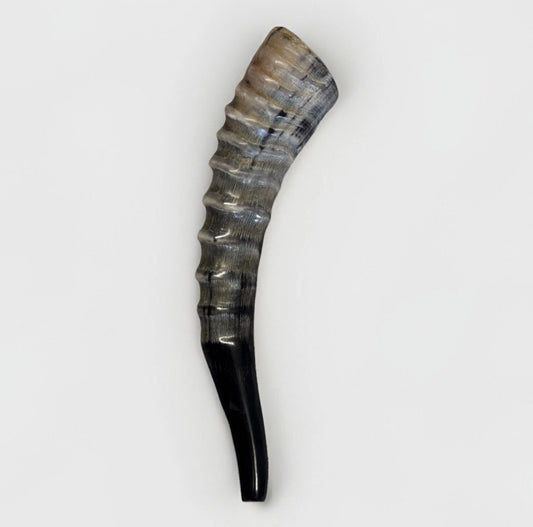 Blesbok Horn Shofar Rare 10”-12” New Kosher Made