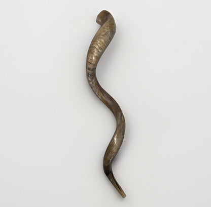 Yemenite Shofar Kudu Horn XXXL 50”-55" New Kosher Made Half Polished