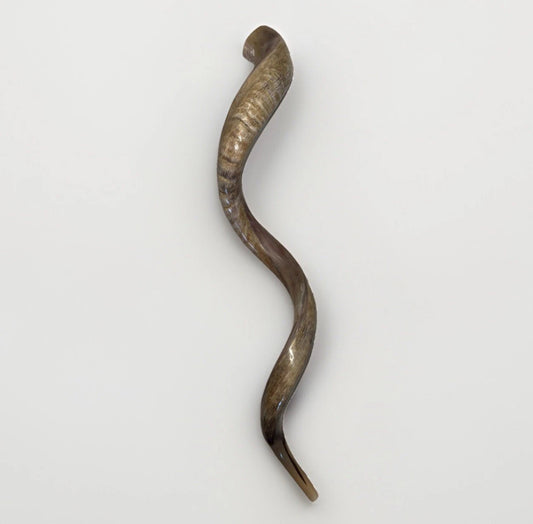 Yemenite Shofar Kudu Horn XXXL 50”-55" New Kosher Made Half Polished