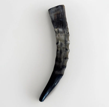 Blesbok Horn Shofar Rare 10”-12” New Kosher Made