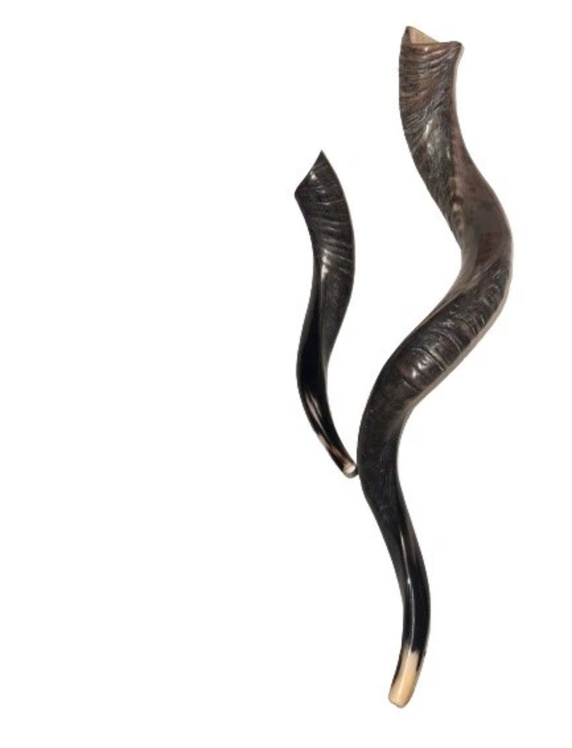 Yemenite Shofar Kudu Horn Set XL 30”-35”+Free Gift Kosher Half Polished New
