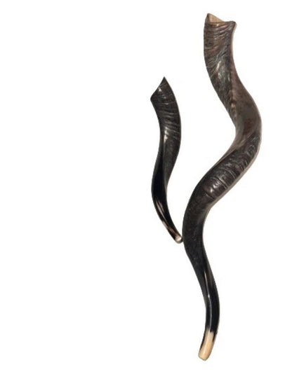 Yemenite Shofar Kudu Horn Set XL 30”-35”+Free Gift Kosher Half Polished New
