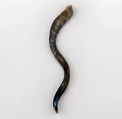 Yemenite Shofar Kudu Horn XXL 40”-44” New Half Polished Kosher