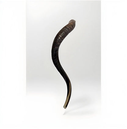 Yemenite Shofar Kudu Horn 24”-27”' New Kosher Made Half Polished
