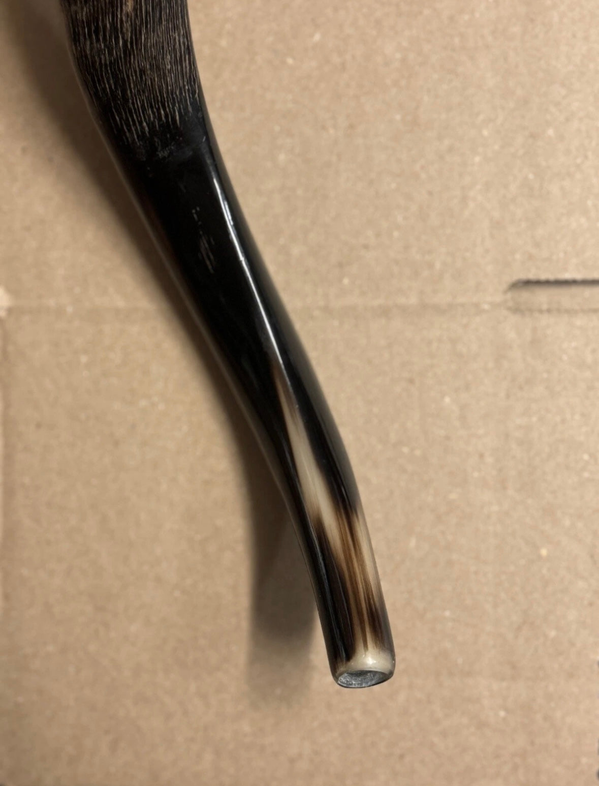 Yemenite Shofar Kudu Horn Set XL 30”-35”+Free Gift Kosher Half Polished New