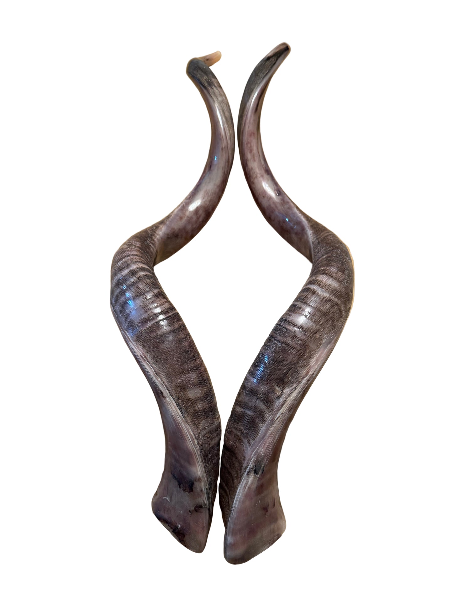 Twin Yemenite Kudu Horn Shofars Set 49” XXXL Rare Half Polished Kosher