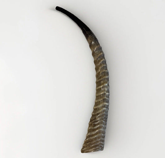 Waterbuck Horn Shofar Yemenite XL 22”-26” New Kosher Made