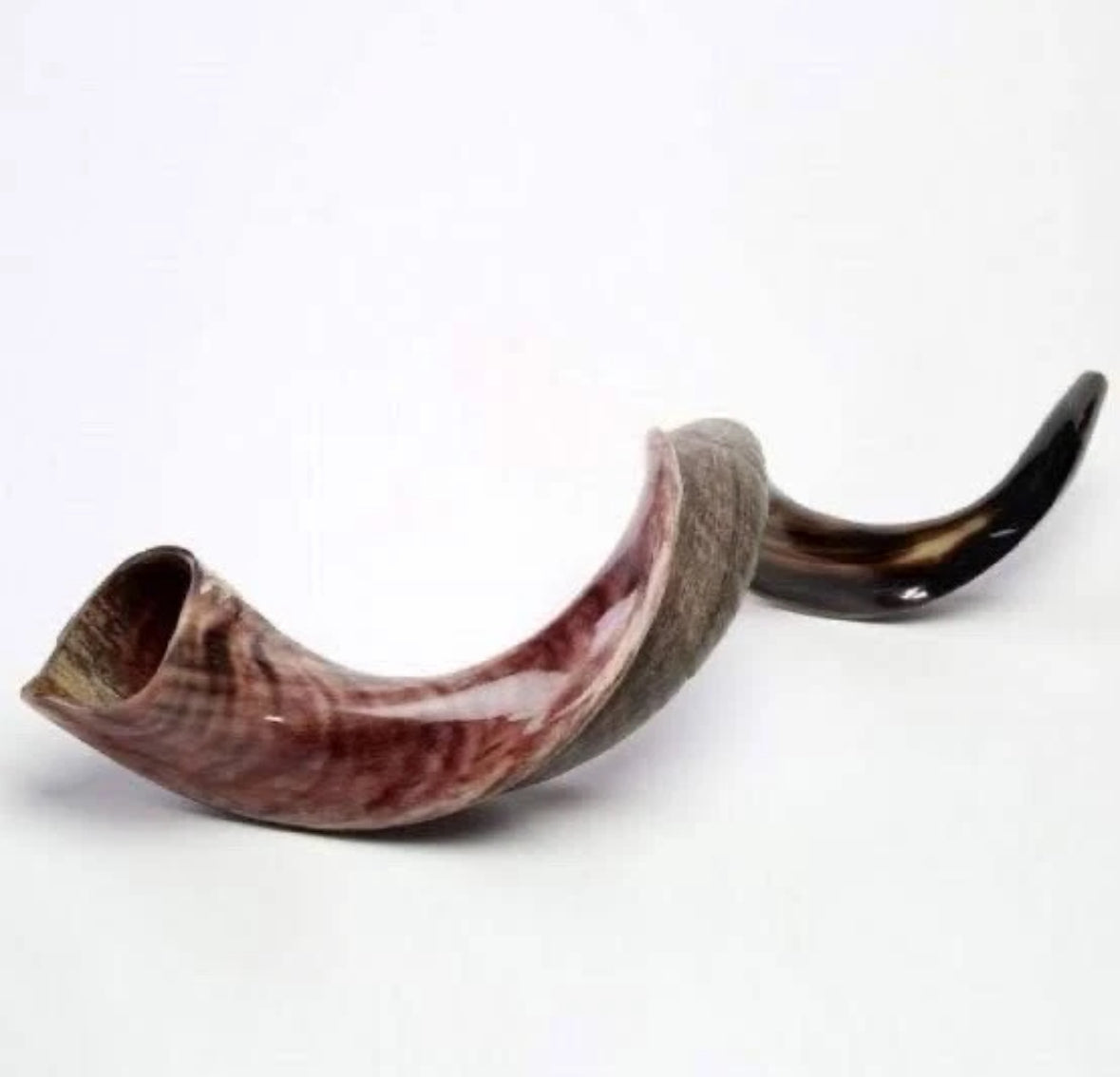 Yemenite Shofar Kudu Horn 31”-41” XL New Kosher Half Polished