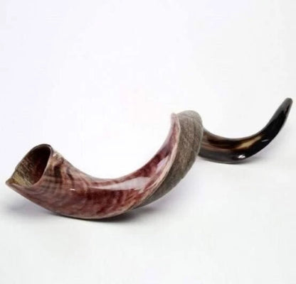 Yemenite Shofar Kudu Horn 31”-41” XL New Kosher Half Polished