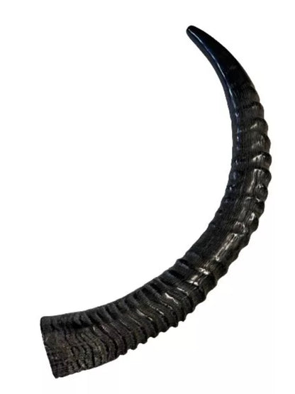 Sable Yemenite Shofar Horn 18”-21”/25”-28” Kosher Made