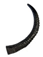 Sable Yemenite Shofar Horn 18”-21” Rare New Kosher Made