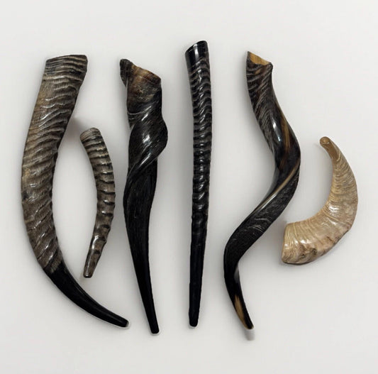Eland Oryx Waterbuck Kudu Blesbok Shofar Horns 18”-27” Rare Set