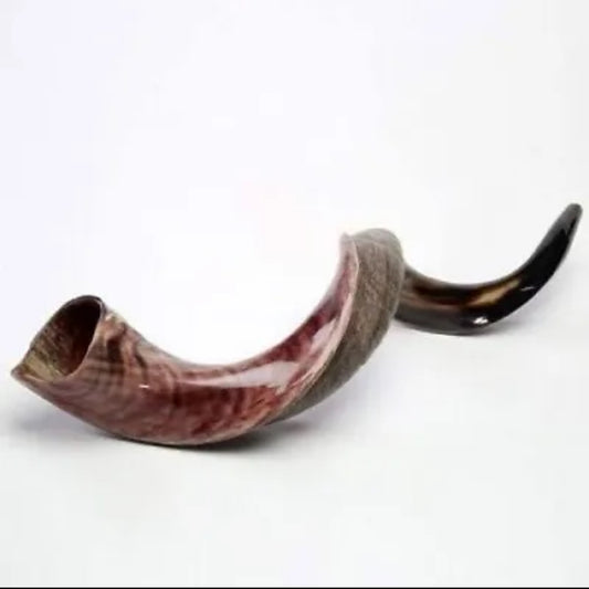 Yemenite Shofar Kudu Horn 31”-41” XL New Kosher Half Polished