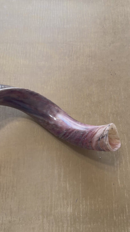 Yemenite Shofar Kudu Horn XXL 40”-44” Half Polished Kosher